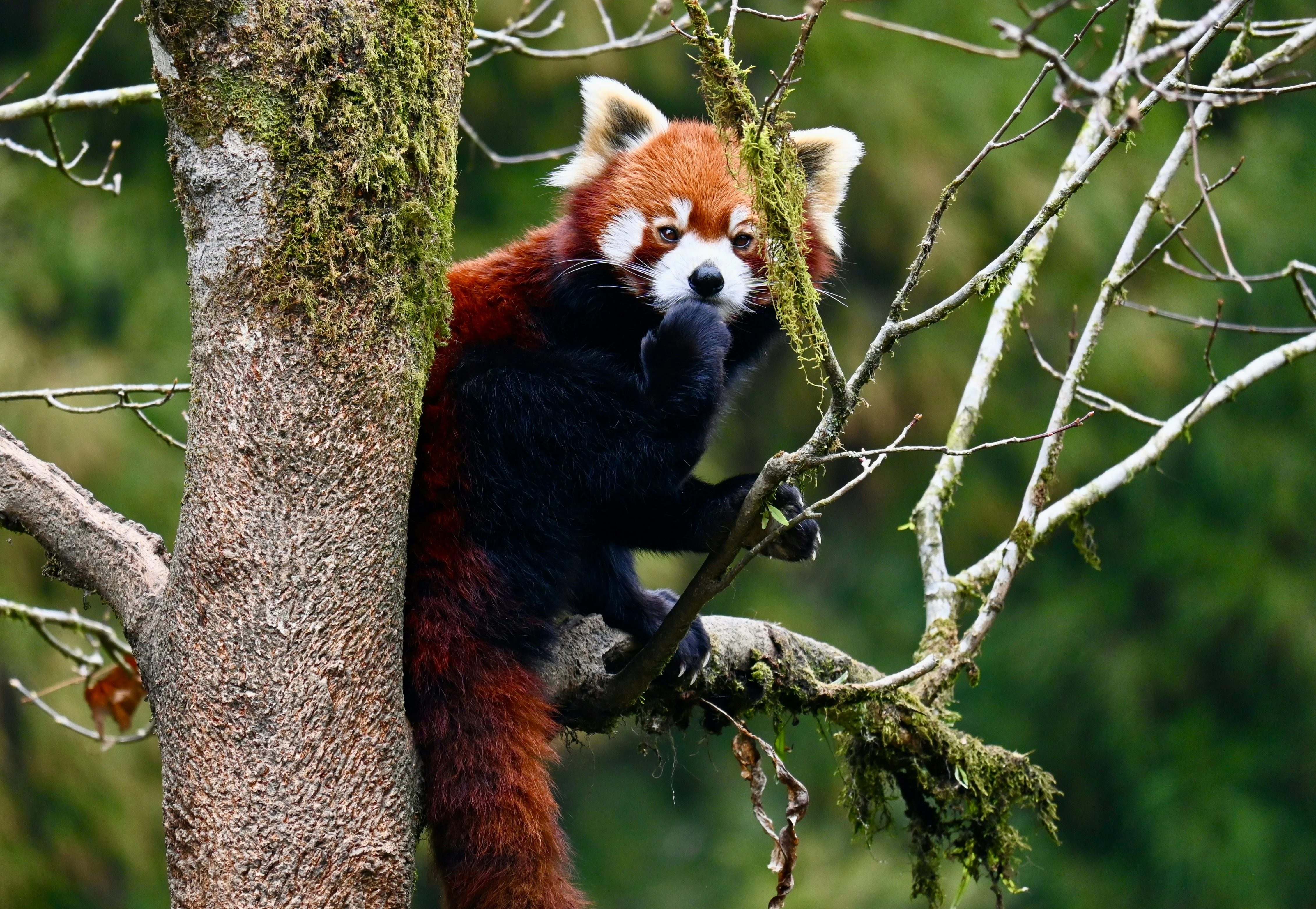 Padmaja Naidu Himalayan Zoological Park